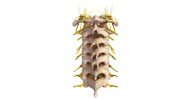 photo d'anatomie ostéo-articulaire de la colonne vertébrale cervicale vu de dos qui montre la sortie des nerfs et les processus articulaires à l'origine des douleurs cervicales en cas d'impact par coup de poing ou direct de boxe