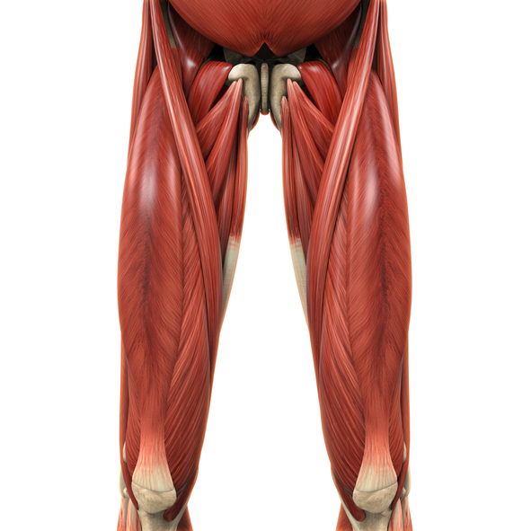 photo d'illustration 3D de l'anatomie musculaire du bassin et des cuisses qui montrent où se situent les tendons qui souffrent lorsqu'on a des douleurs à l'aine en boxe, muay thai ou arts martiaux