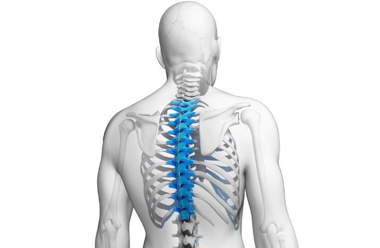 photo anatomique musculo-squelettique 3D de dos pour la description de colonne dorsale thoracique avec zone bleue de localisation douleurs type dorsalgie
