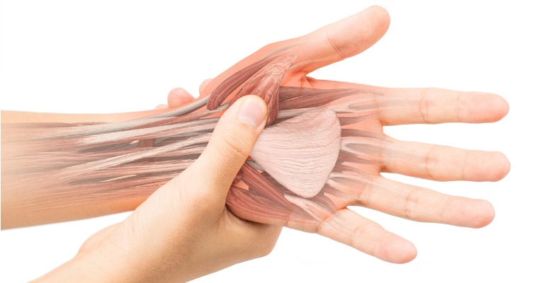 photo d'illustration de l'anatomie de la main qui décrit les tendons et les muscles des doigts qui peuvent souffrir de blessures en escalade