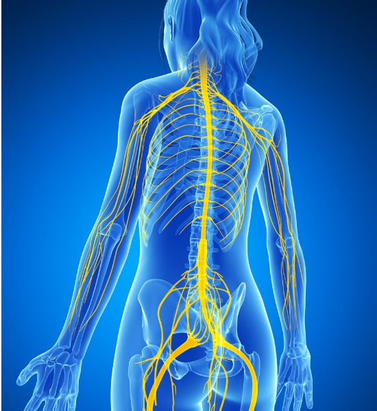 photo anatomique 3D du trajet du système nerveux qui illustre le fait qu'une irritation du système nerveux au dessus du coude comme une névralgie cervicale peut aussi provoquer des douleurs ressemblant à celles de la tendinite externe du coude ou d'un tennis elbow
