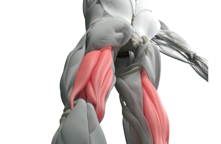 photo vue arrière qui met en évidence en rouge la position des muscles ischio-jambiers pour expliquer leur rôle de protecteur dans les ruptures de ligament croisé du genou