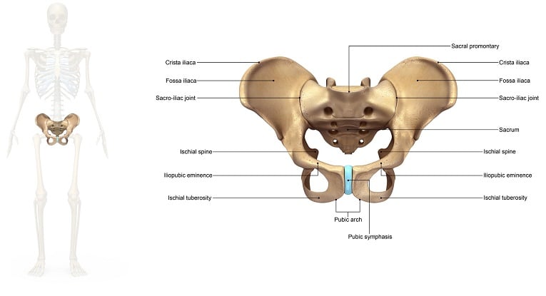 photo d'anatomie osseuse du pubis, du bassin et des structures inflammées lors de la pubalgie
