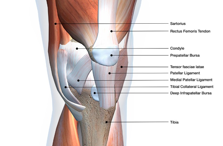 photo anatomique 3D des différentes structures musculaires et tendineuses qui maintiennent et qui protègent le genou et la rupture du ligament croisé du genou