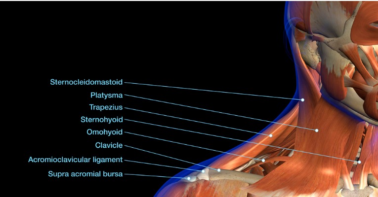 anatomie des muscles qui présentent des tensions musculaires et des contractures lors d'un torticolis
