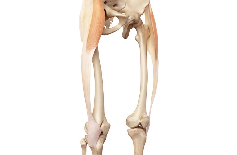 photo anatomique 3D du bassin et des jambes qui montre où se situe le fascia lata et son implication biomécanique dans la protéction du ligament croisé du genou