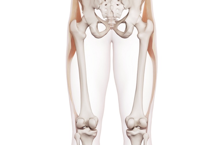 photo anatomique musculo-squelettique 3D qui met en évidence la localisation et l'action biomécanique du fascia lata et son rôle dans le syndrome de l'essuie-glace